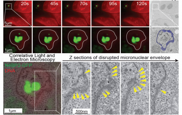Correlative light and electron microscopy of the micronuclear envelope